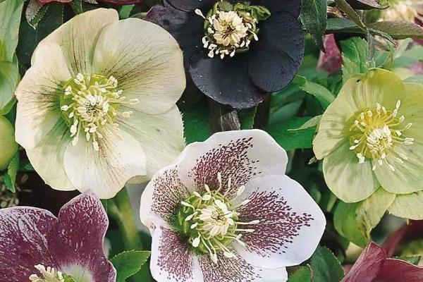 养护圣诞玫瑰的要点,不要过早剪除老叶