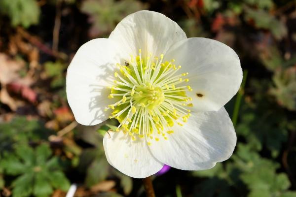 养护圣诞玫瑰的要点,不要过早剪除老叶