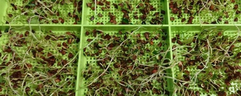 香椿种子怎么催芽