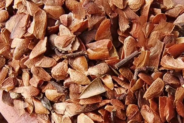 香椿种子怎么催芽,浸泡后包裹至纱布中、每天喷水保湿即可