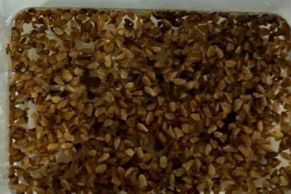 香椿种子怎么催芽,浸泡后包裹至纱布中、每天喷水保湿即可