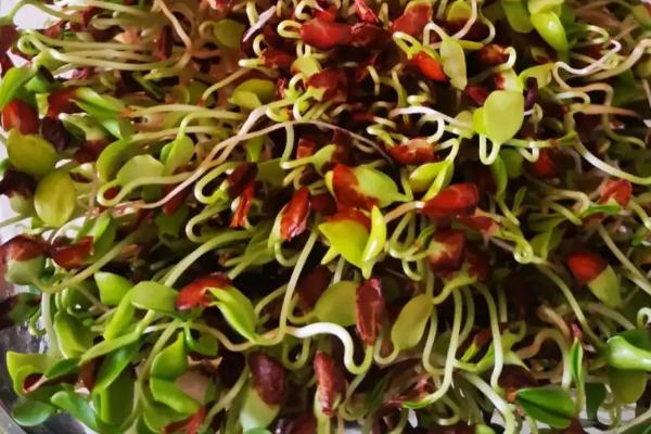 香椿种子怎么催芽,浸泡后包裹至纱布中、每天喷水保湿即可