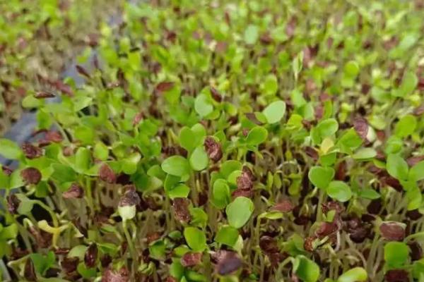 香椿种子怎么催芽,浸泡后包裹至纱布中、每天喷水保湿即可