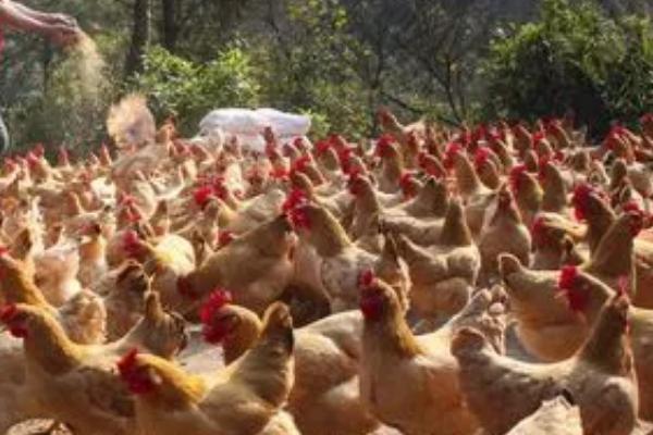 鸡吃什么长得又快又肥,常用这四种饲料