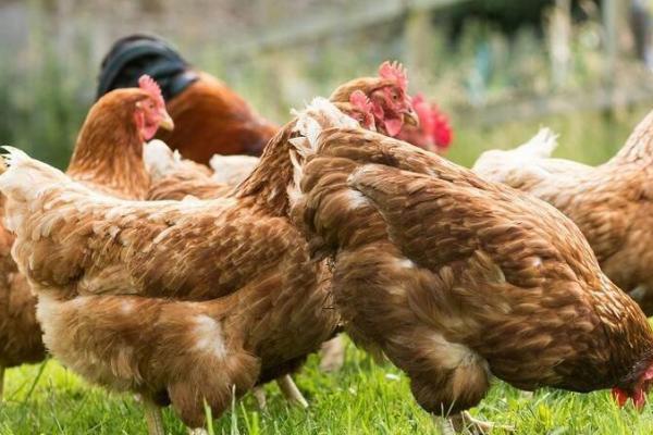 鸡吃什么长得又快又肥,常用这四种饲料