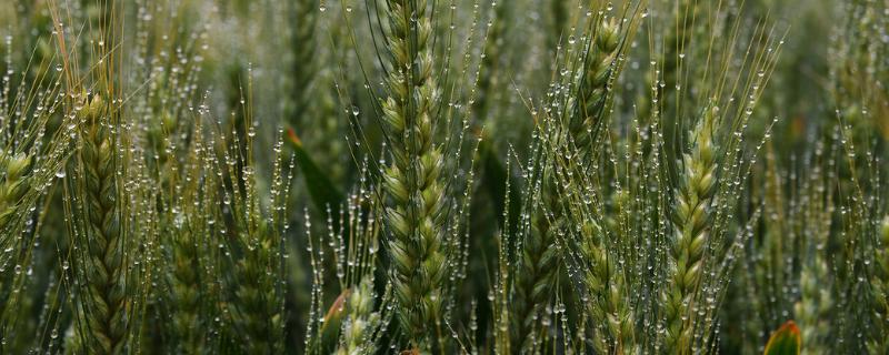 小麦和大麦的区别