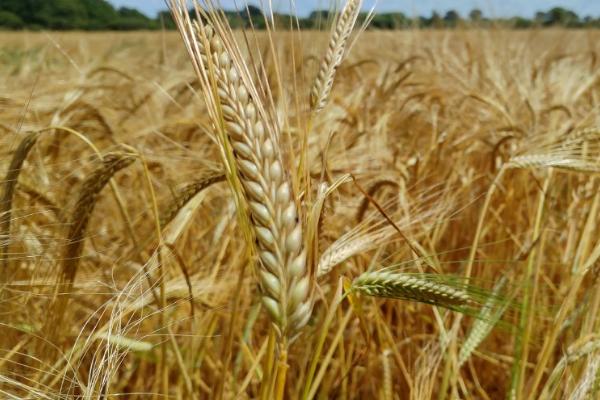 小麦和大麦的区别,籽粒、茎秆和花朵均不同