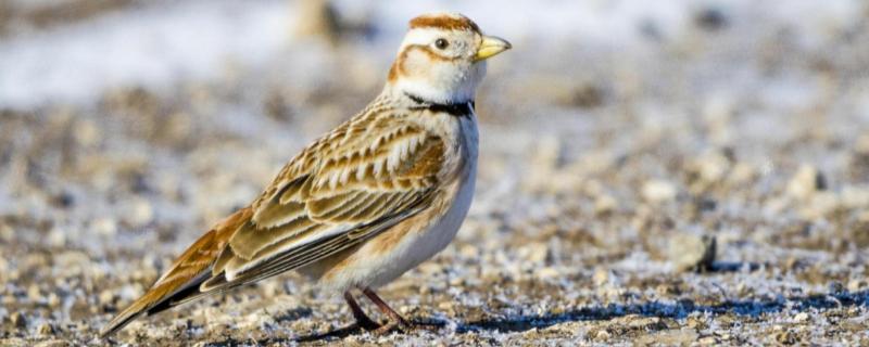 百灵鸟怎么分辨公母