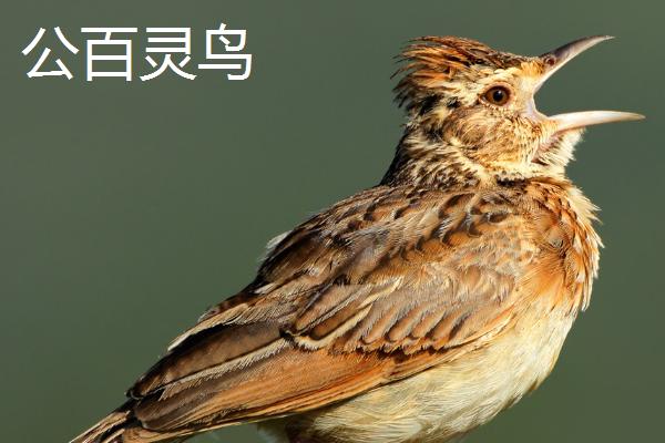 百灵鸟怎么分辨公母,头小为公、头大为母