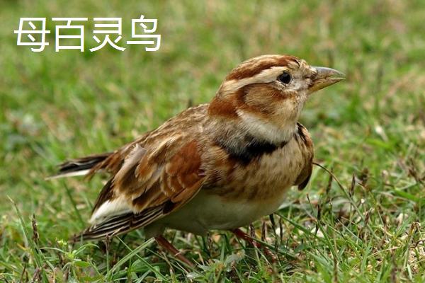 百灵鸟怎么分辨公母,头小为公、头大为母