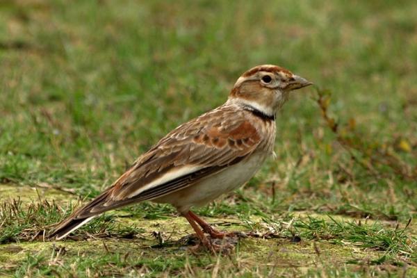 百灵鸟怎么分辨公母,头小为公、头大为母