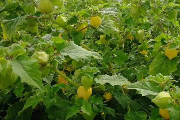 姑娘果的产地,主要产于东北地区