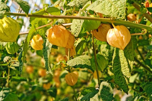 姑娘果的产地,主要产于东北地区