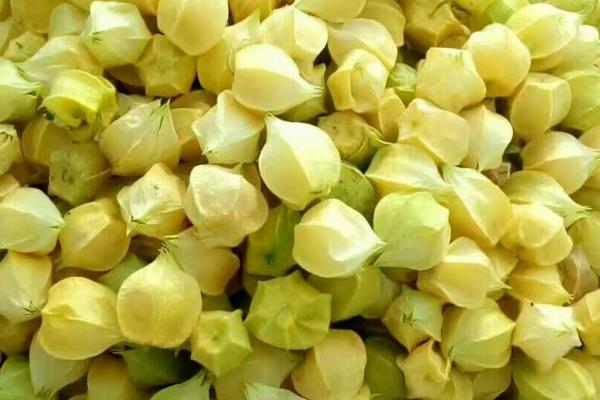 姑娘果的产地,主要产于东北地区