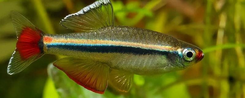 草缸里面的白云金丝鱼是否会自行繁殖