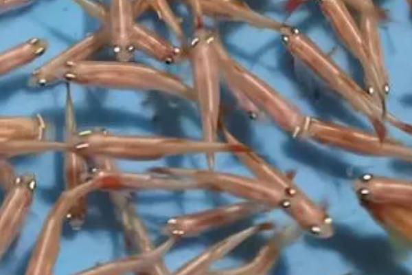 草缸里面的白云金丝鱼是否会自行繁殖,一般可以自行配对、产卵