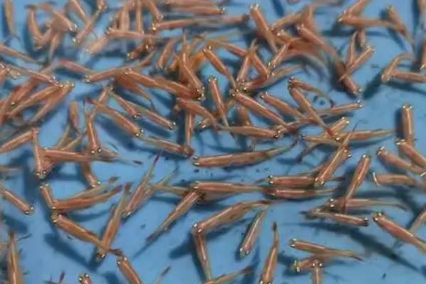 草缸里面的白云金丝鱼是否会自行繁殖,一般可以自行配对、产卵