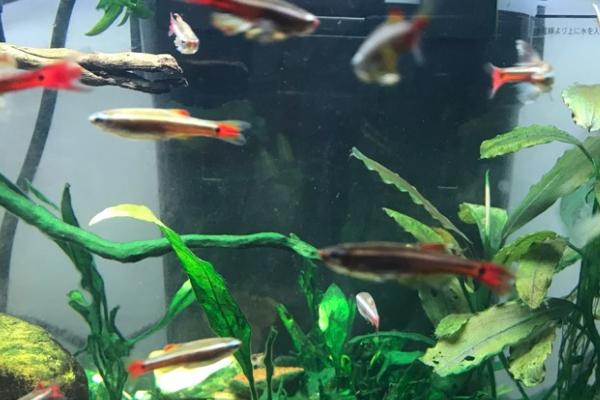 草缸里面的白云金丝鱼是否会自行繁殖,一般可以自行配对、产卵