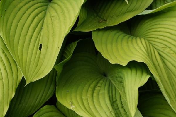 怎么使用植物生长调节剂,可采用喷洒、浸泡、涂抹等方法