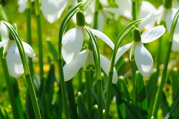 怎么使用植物生长调节剂,可采用喷洒、浸泡、涂抹等方法