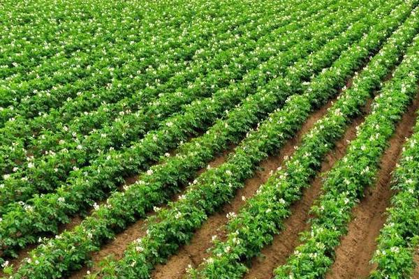 怎么使用植物生长调节剂,可采用喷洒、浸泡、涂抹等方法