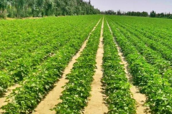 怎么使用植物生长调节剂,可采用喷洒、浸泡、涂抹等方法