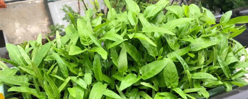 阳台空心菜的种植方法