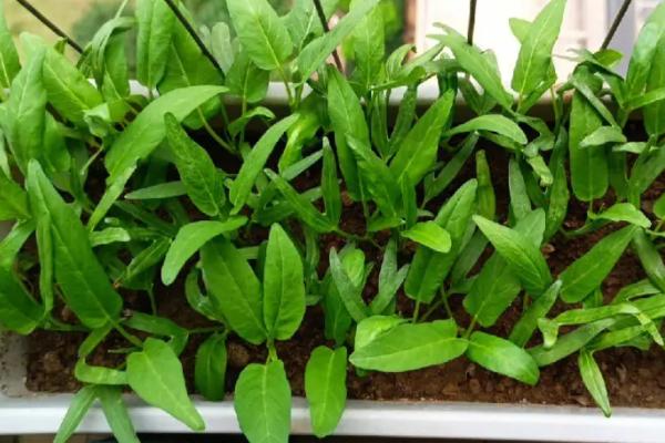 阳台空心菜的种植方法,可采用扦插法或直播法