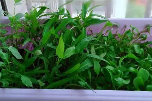 阳台空心菜的种植方法,可采用扦插法或直播法