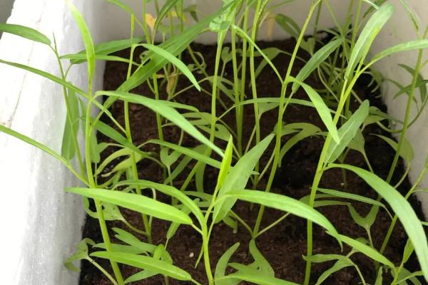 阳台空心菜的种植方法,可采用扦插法或直播法