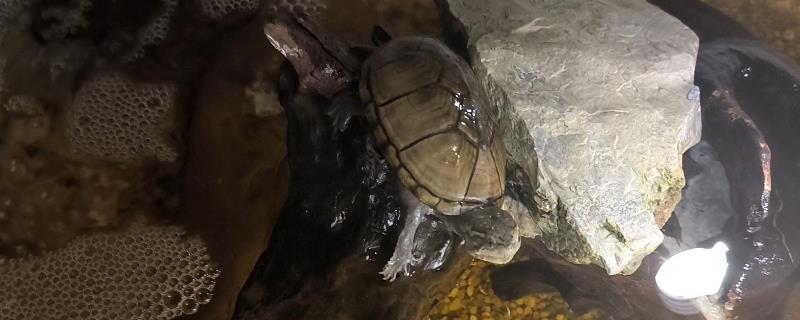 头盔泥龟的饲养环境