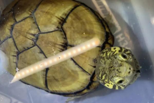 头盔泥龟的饲养环境,需要宽阔的生活空间、水温不能出现太大波动