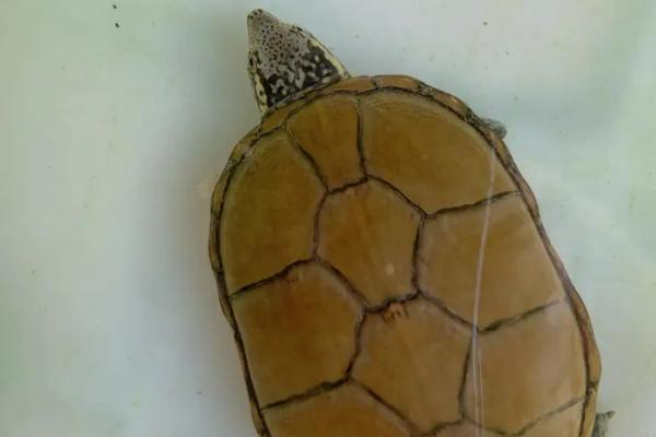 头盔泥龟的饲养环境,需要宽阔的生活空间、水温不能出现太大波动