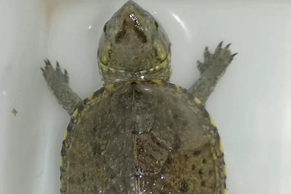 头盔泥龟的饲养环境,需要宽阔的生活空间、水温不能出现太大波动