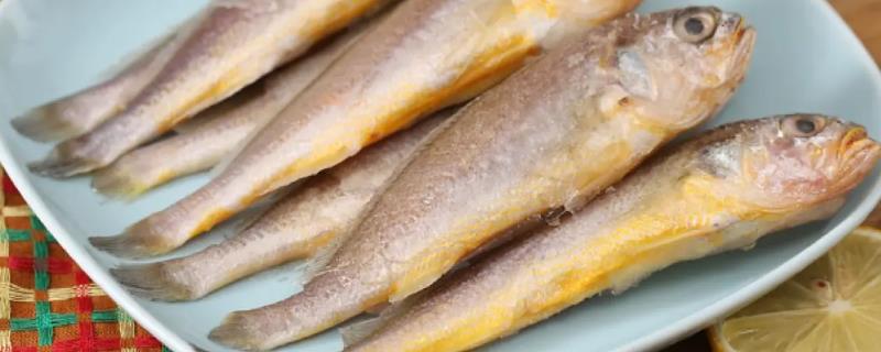 春鱼和小黄鱼的区别