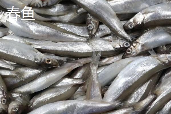 春鱼和小黄鱼的区别,科目、栖息地、体长均不同