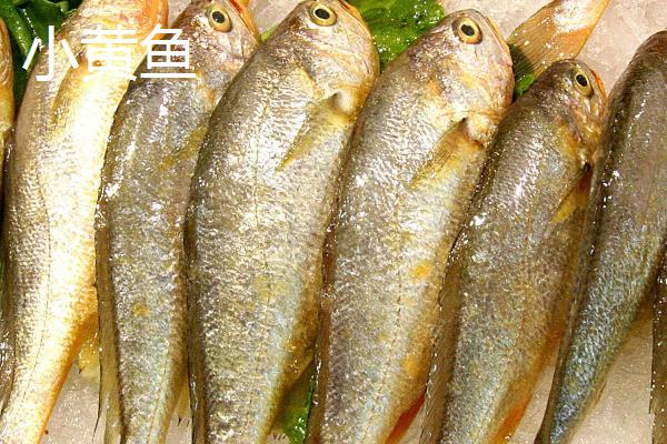 春鱼和小黄鱼的区别,科目、栖息地、体长均不同