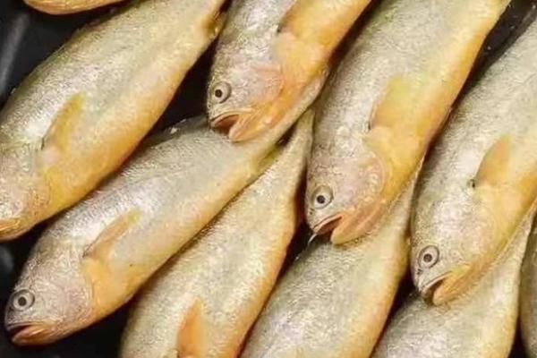 春鱼和小黄鱼的区别,科目、栖息地、体长均不同