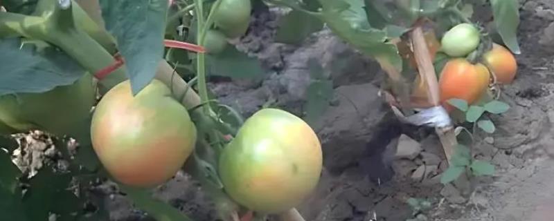 怎么防治西红柿花脸病