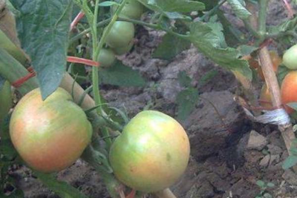 怎么防治西红柿花脸病,需注意增施钾肥、提高通风透光性