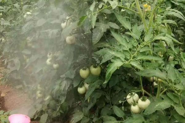 怎么防治西红柿花脸病,需注意增施钾肥、提高通风透光性