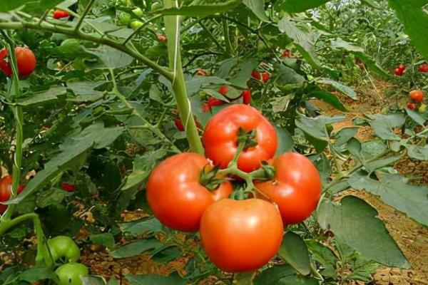 怎么防治西红柿花脸病,需注意增施钾肥、提高通风透光性