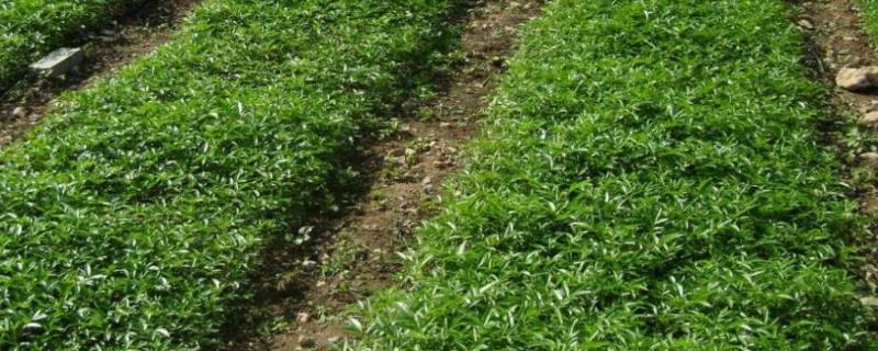 花椒茎腐病的发病规律