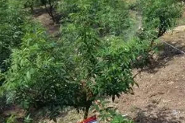 花椒茎腐病的发病规律,雨季过后发病严重