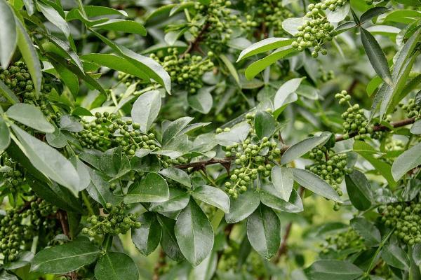 花椒茎腐病的发病规律,雨季过后发病严重