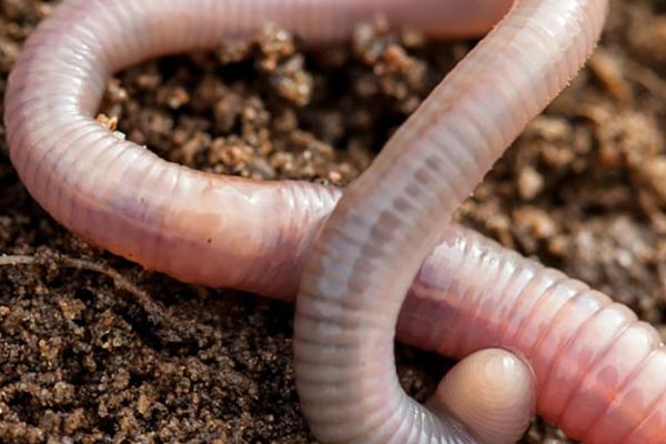罗非鱼的食物,主要以藻类、植物碎屑和水蚯蚓为食