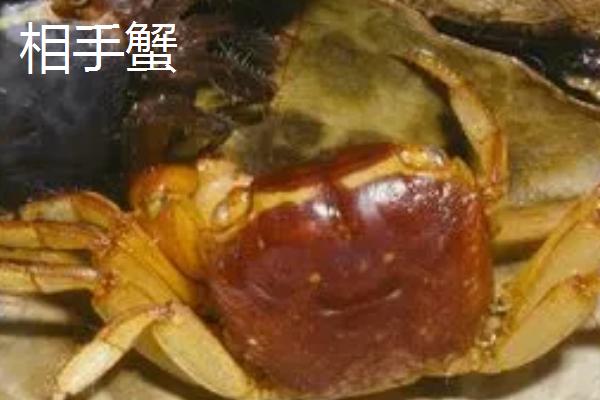 适合新手饲养的观赏蟹,包括相手蟹、恶魔蟹、辣椒蟹等品种