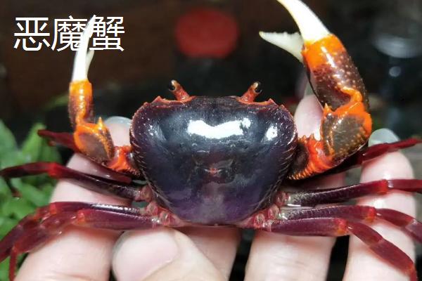 适合新手饲养的观赏蟹,包括相手蟹、恶魔蟹、辣椒蟹等品种