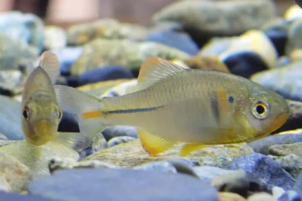 适合新手饲养的观赏蟹,包括相手蟹、恶魔蟹、辣椒蟹等品种