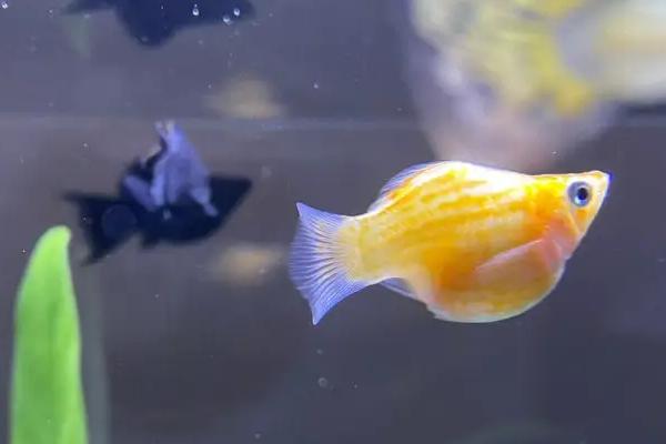 适合新手饲养的观赏蟹,包括相手蟹、恶魔蟹、辣椒蟹等品种